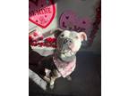 Maeve American Pit Bull Terrier Young Female
