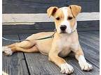 PUPPY LIL ECHO-FOSTER OR ADOPTER NEEDED Labrador Retriever Puppy Female