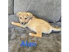 Alan German Shepherd Dog Puppy Male