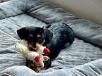 Fritz Dachshund Puppy Male