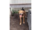Abilene Hound (Unknown Type) Adult Female