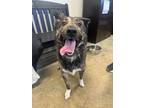 Max Australian Shepherd Young Male