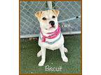 BISCUIT American Staffordshire Terrier Young Female