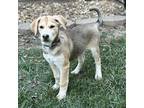 Calliope - Lower Fee! in PA!! Husky Puppy Female