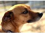 Bruno Jack Russell Terrier Adult Male