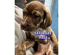 Saturday Labrador Retriever Puppy Male