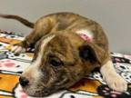 Ari American Pit Bull Terrier Puppy Female