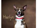 Harlyn Husky Young Female