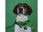Scotty Hound (Unknown Type) Senior Male