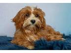 Willy Wonka Cavapoo Puppy Male