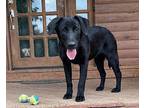 Hersey Labrador Retriever Puppy Male