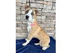 Meadow Shepherd (Unknown Type) Puppy Female