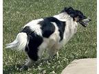 Skip Australian Shepherd Adult Male