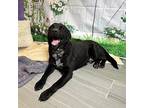 Cosmo Labrador Retriever Adult Male