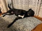Batman Labrador Retriever Young Male