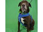 Moses Labrador Retriever Senior Male
