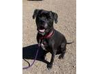 Adopt Stormy a American Staffordshire Terrier