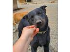 Adopt Yang a German Shepherd Dog, Australian Cattle Dog / Blue Heeler