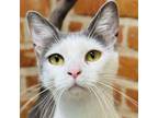 Adopt Payton a Domestic Short Hair