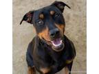 Adopt CHIMAERA a Rottweiler