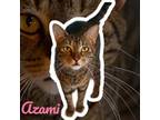 Adopt Azami a Domestic Short Hair