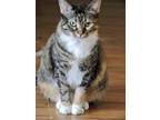Adopt Tulip a Domestic Short Hair