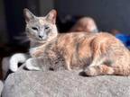 Adopt Irma a Calico