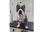 Adopt Kenna-Sponsored a Pit Bull Terrier