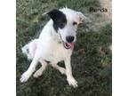 Adopt PANDA a Airedale Terrier