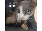 Adopt Claro (Clara) // 0392 a Domestic Medium Hair