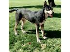 Adopt Amy a Australian Shepherd, Husky