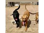 Adopt Mandy a Retriever, Hound