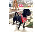 Adopt Autumn a Labrador Retriever