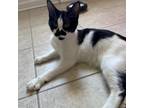 Adopt Blossom a Domestic Medium Hair