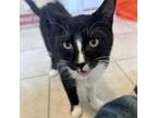 Adopt Cherry a Domestic Medium Hair