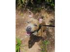 Adopt Archie a Staffordshire Bull Terrier, Mixed Breed