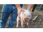 Piglets