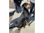Adopt AJ a Doberman Pinscher