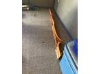 Cedar shelf
