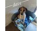 Adopt Dave a Greyhound