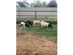 Dorper cross sheep
