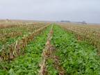Forage Complete: The Proud Exclusive Retailer of NuTech Seed