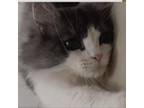 Adopt Messy Kuwait a Domestic Medium Hair, Persian