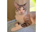 Adopt Sequoia a Siamese