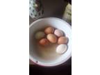 Farm Fresh Eggs