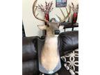 Deer head looks & feels real fully animated head, mouth, ears move