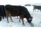 Brown Swiss milk cow