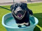 Adopt BENITO a German Shepherd Dog, Mixed Breed