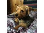 Yorkshire terrier 11 months old