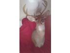 Taedermy 9 point whitetail Deer Shoulder mount